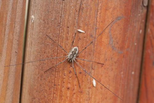 Réf. 254 887 : Phalangium opilio